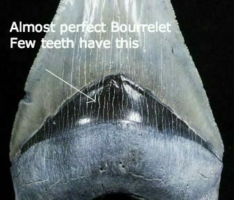 A nice bourrelet on Megalodon teeth is rare.
